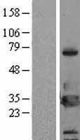NBL1-17950 - 14-3-3 eta Lysate